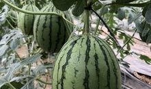 网红大瓜在哪找